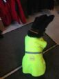 -Hunde reflex vest